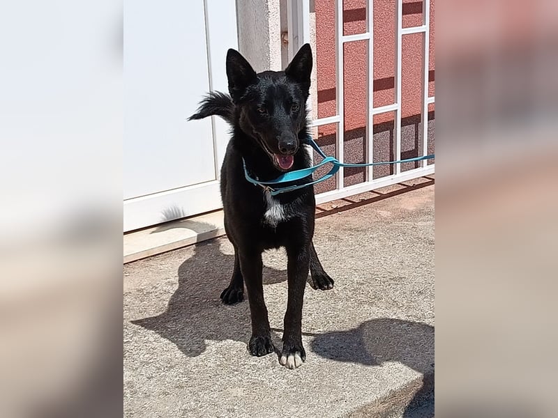 Tiffany aktive Mischlingshündin Mischling Hündin Junghund sucht Zuhause oder Pflegestelle