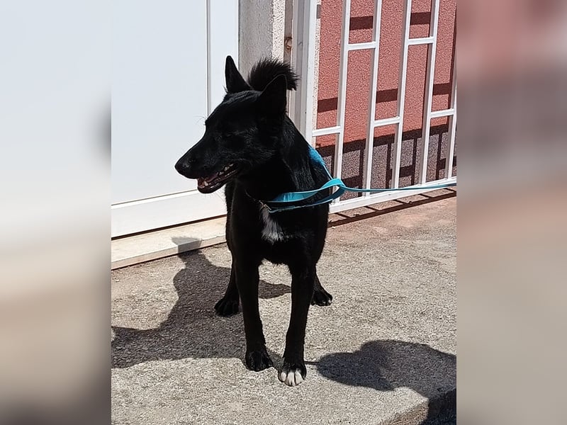 Tiffany aktive Mischlingshündin Mischling Hündin Junghund sucht Zuhause oder Pflegestelle