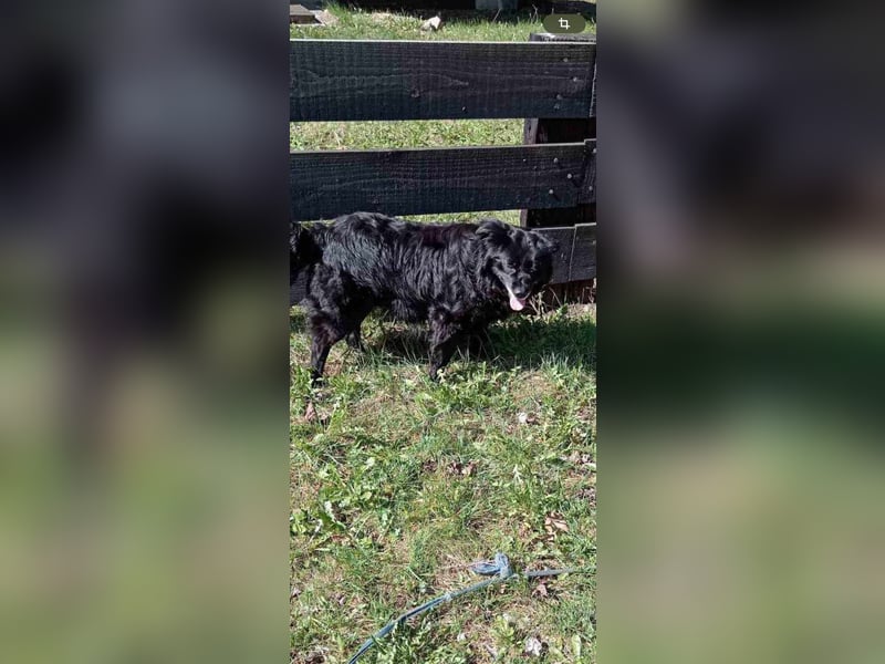 Maza Margot kroatischer Schäferhund Mischling Hündin katzenverträglich lieb sucht Zuhause für immer