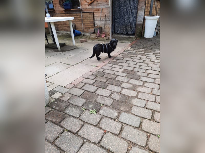 Neila sucht ihr Zuhause