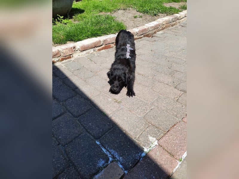 Neila sucht ihr Zuhause