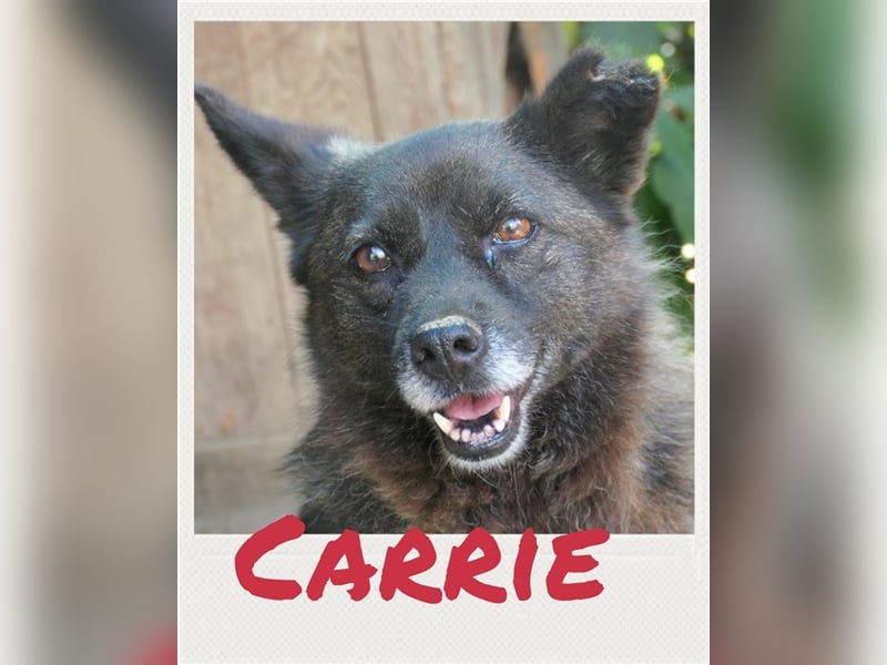Carrie - ängstliche Hündin