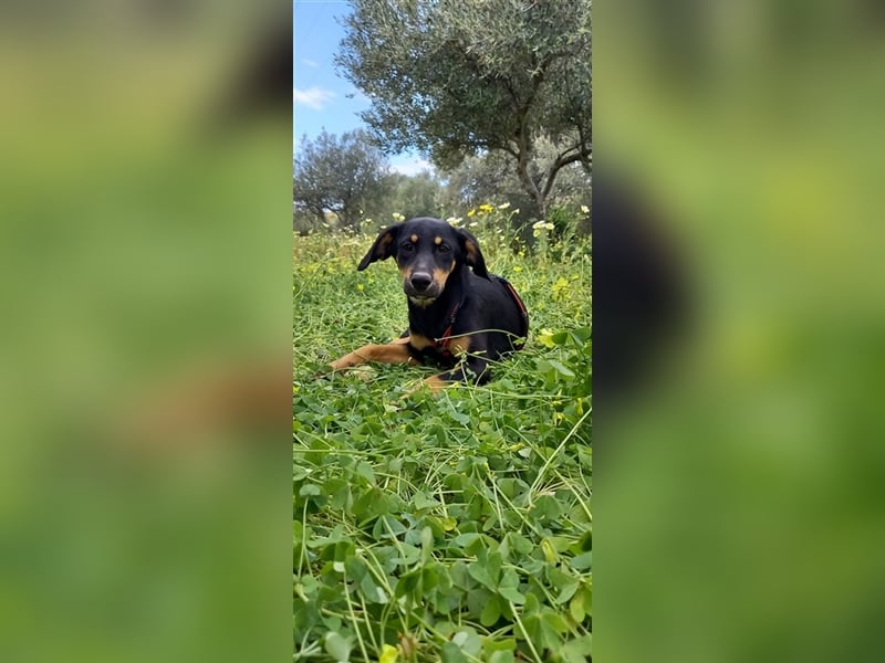 Jagdhundmixwelpen suchen ihre Menschen