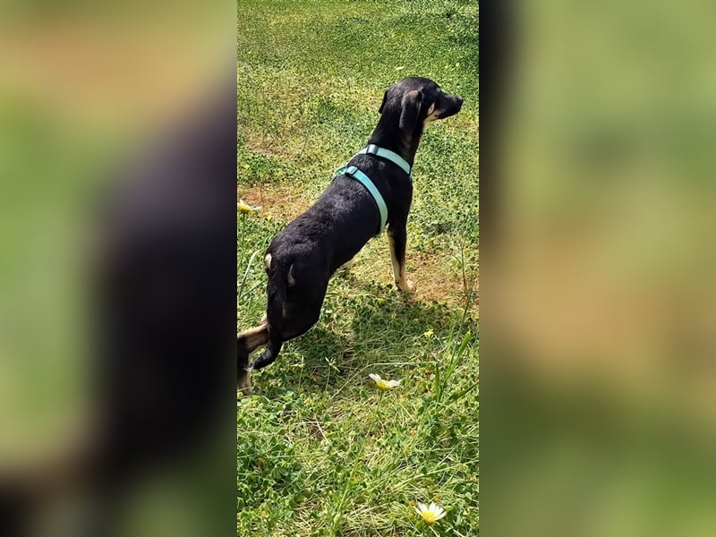 Jagdhundmixwelpen suchen ihre Menschen