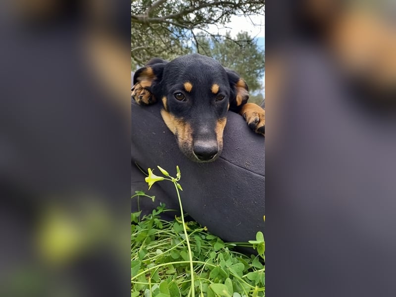 Jagdhundmixwelpen suchen ihre Menschen