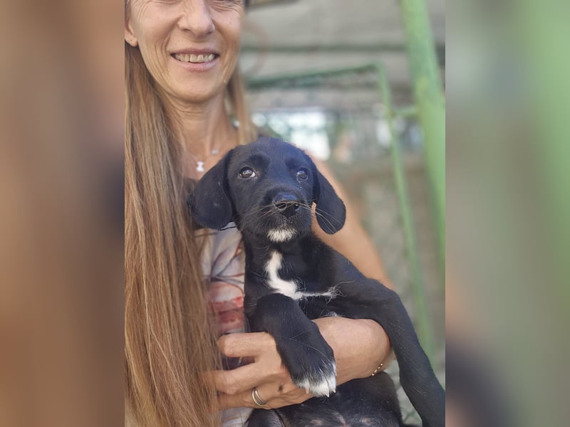 Marla - kleines Hundemädchen