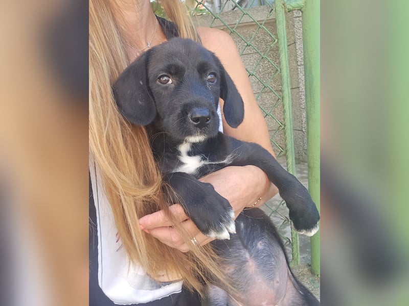 Marla - kleines Hundemädchen