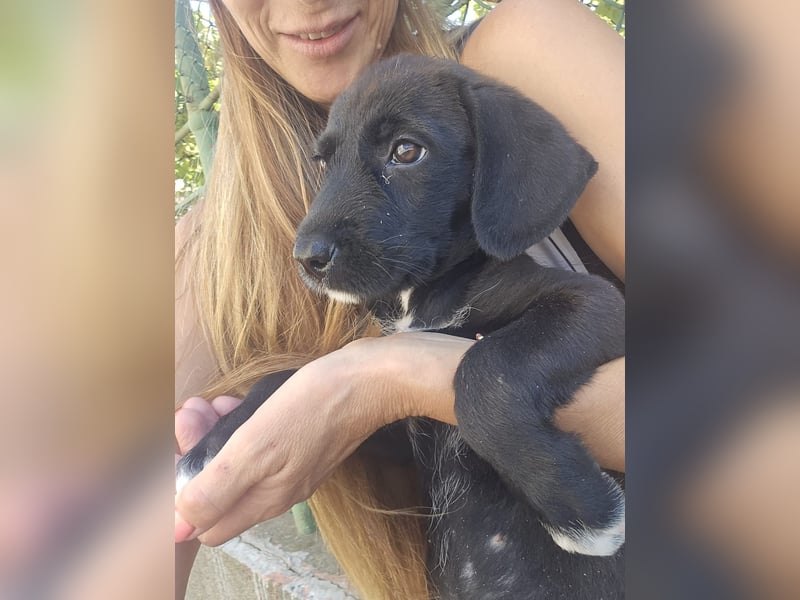 Marla - kleines Hundemädchen