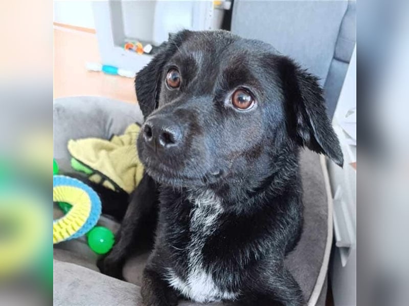 Kira sucht ein neues Zuhause.