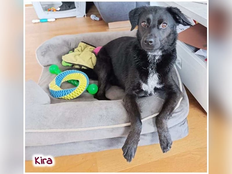 Kira sucht ein neues Zuhause.