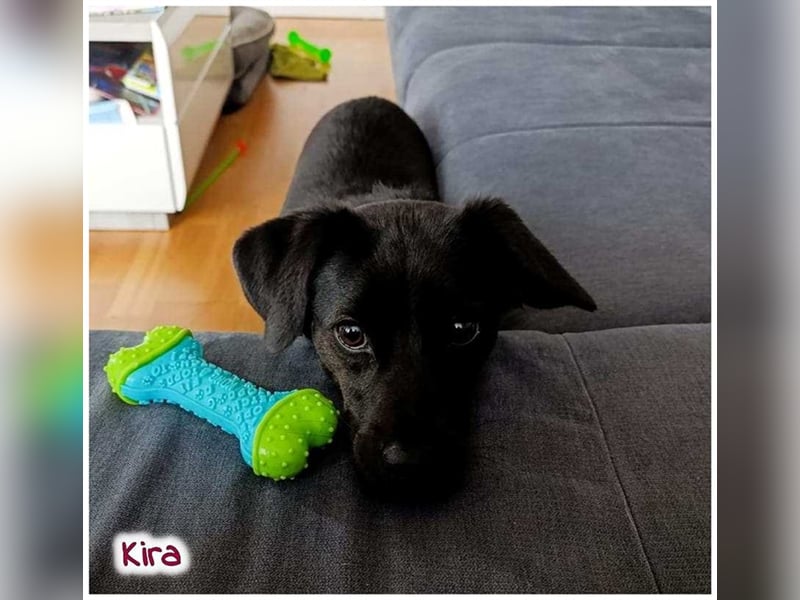 Kira sucht ein neues Zuhause.