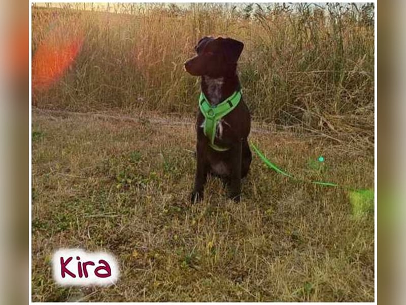 Kira sucht ein neues Zuhause.