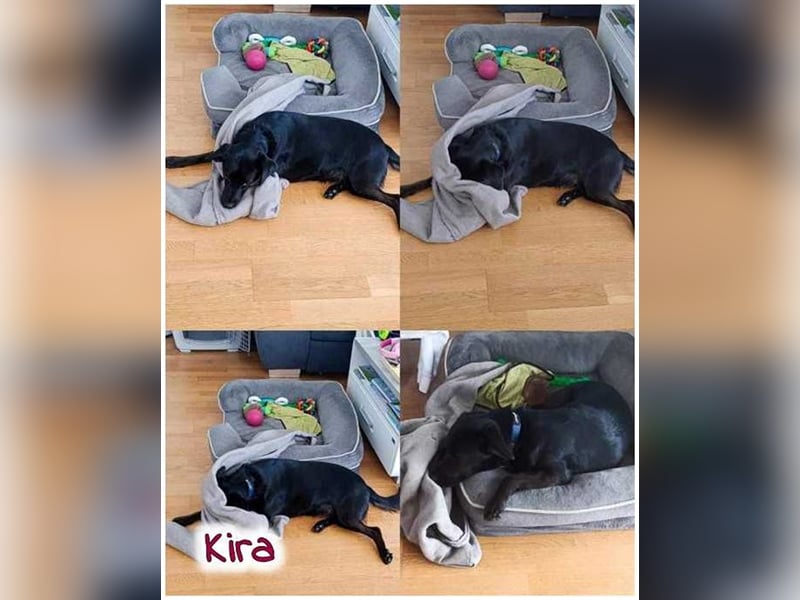 Kira sucht ein neues Zuhause.