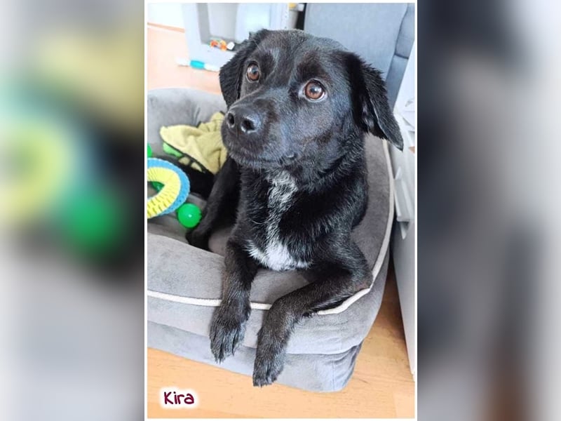 Kira sucht ein neues Zuhause.