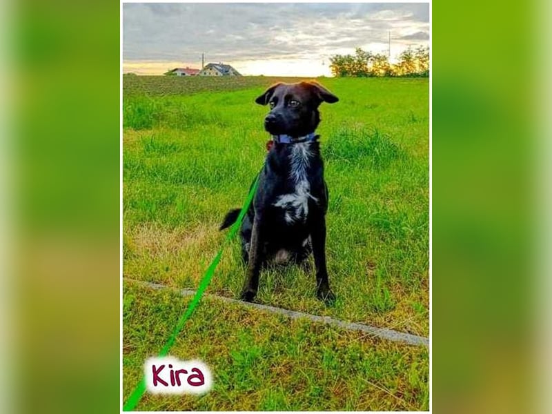 Kira sucht ein neues Zuhause.