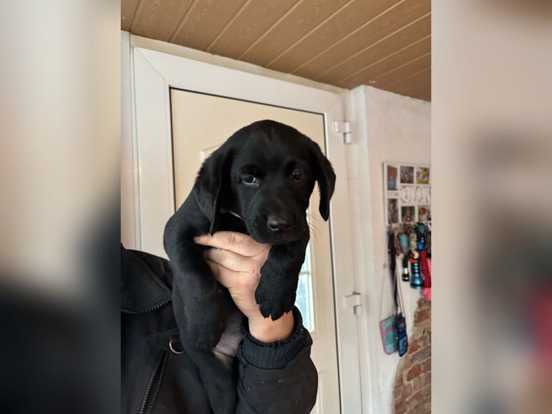 Welpen Jack Russel-Labrador