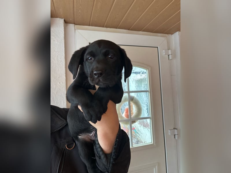 Welpen Jack Russel-Labrador