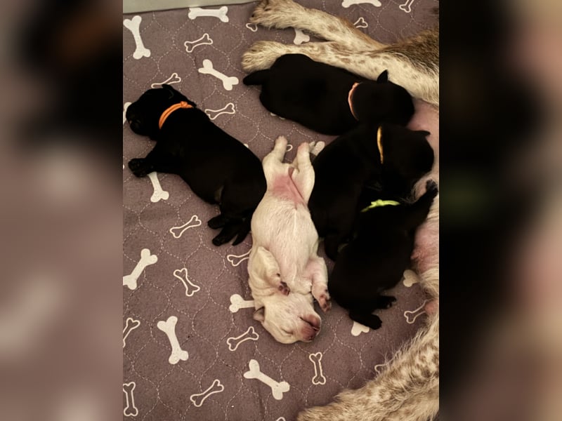 Welpen Jack Russel-Labrador