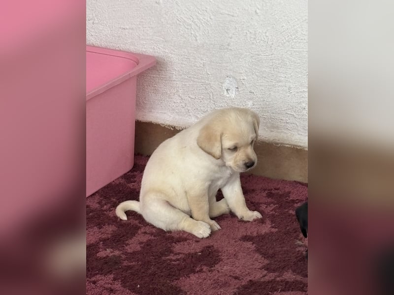 Welpen Jack Russel-Labrador