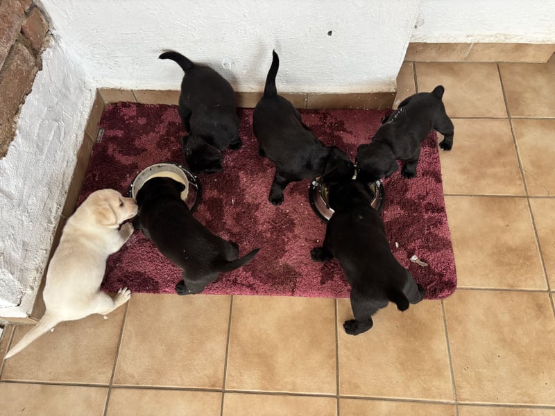 Welpen Jack Russel-Labrador