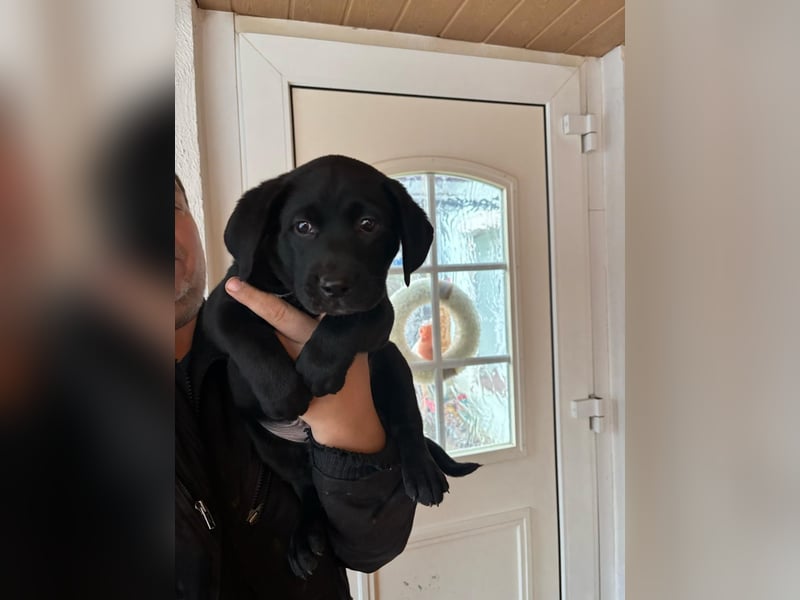 Welpen Jack Russel-Labrador