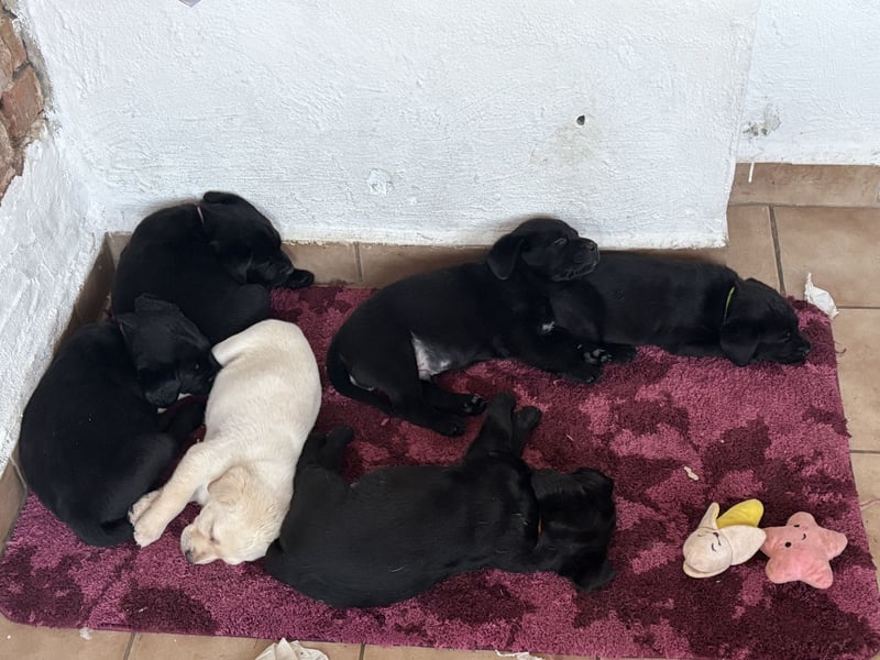 Welpen Jack Russel-Labrador
