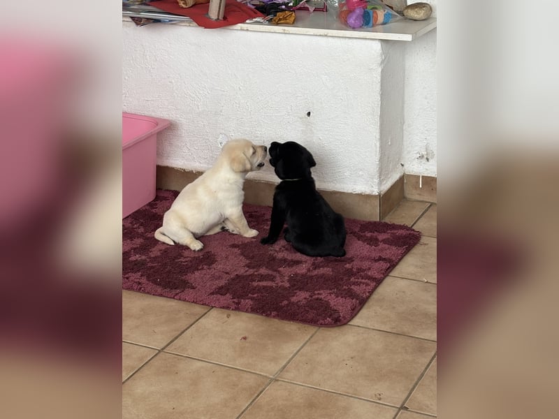 Welpen Jack Russel-Labrador