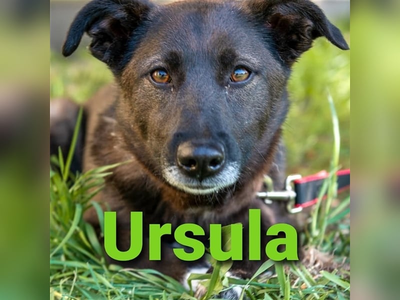 Hübsche Hündin Ursula sucht ein liebevolles Zuhause