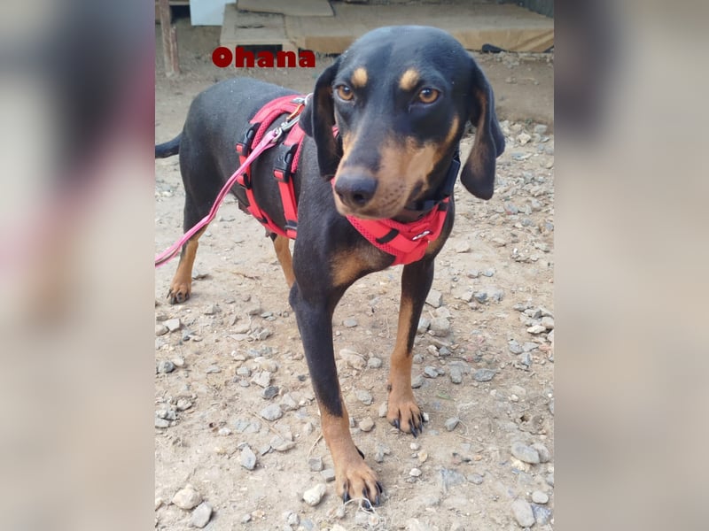 Ohana,geb.03/24,liebes Brackenmädchen sucht ihre Famiie