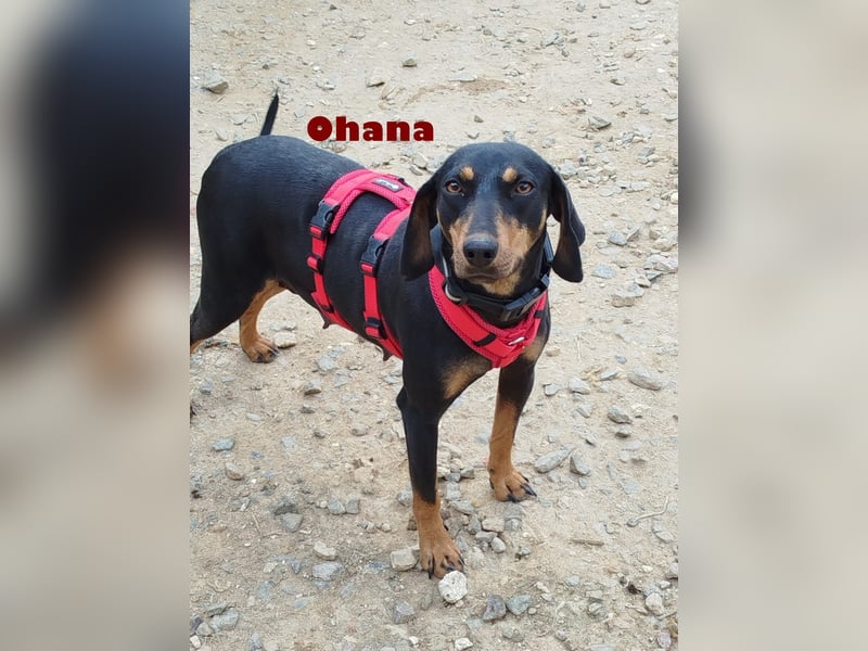 Ohana,geb.03/24,liebes Brackenmädchen sucht ihre Famiie