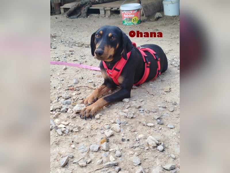Ohana,geb.03/24,liebes Brackenmädchen sucht ihre Famiie