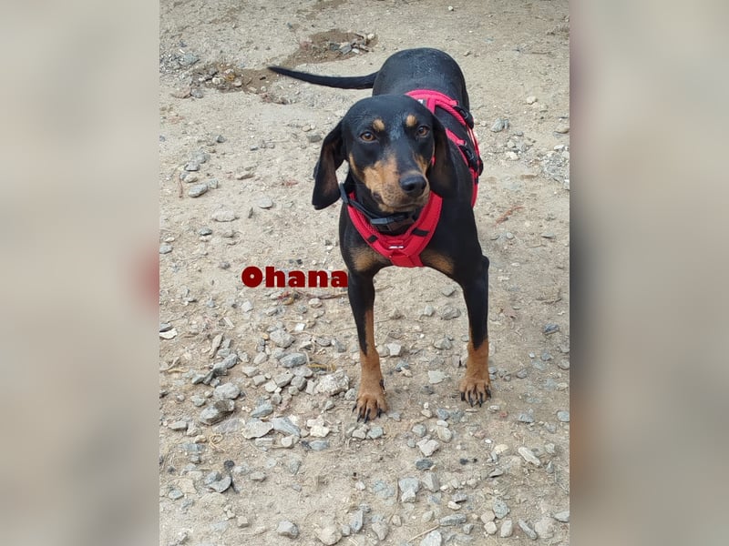 Ohana,geb.03/24,liebes Brackenmädchen sucht ihre Famiie