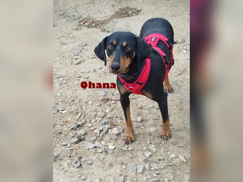 Ohana,geb.03/24,liebes Brackenmädchen sucht ihre Famiie