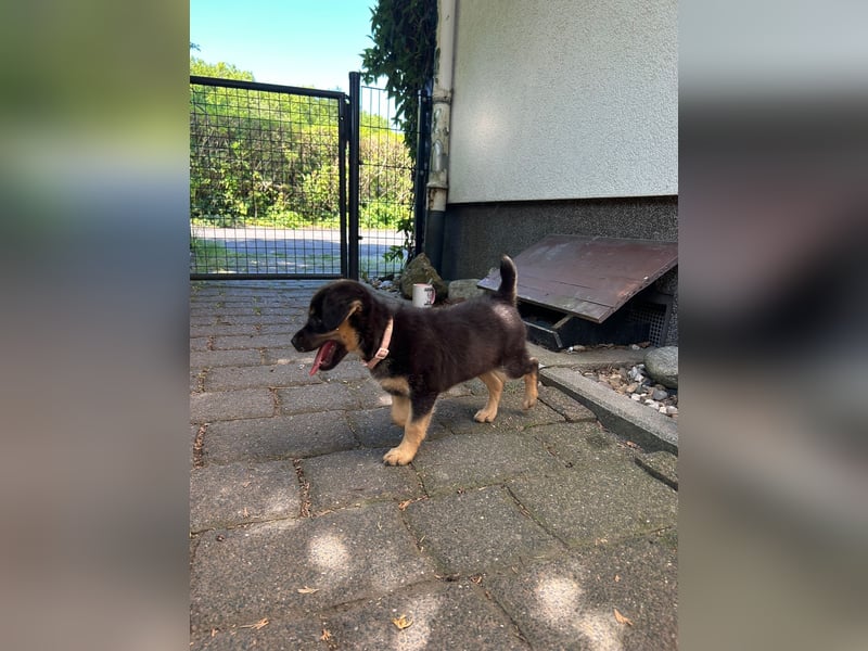 Nira- selbstbewusste Welpendame