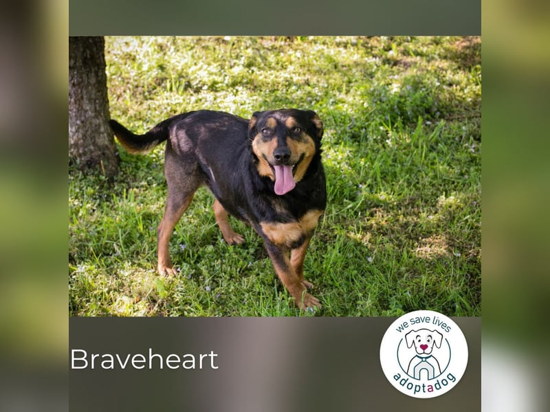 Braveheart: Tapfer, liebevoll und lebensfroh