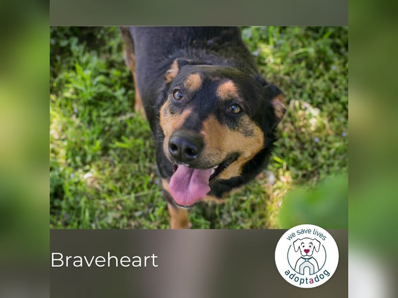 Braveheart: Tapfer, liebevoll und lebensfroh