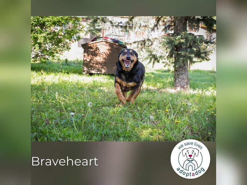 Braveheart: Tapfer, liebevoll und lebensfroh