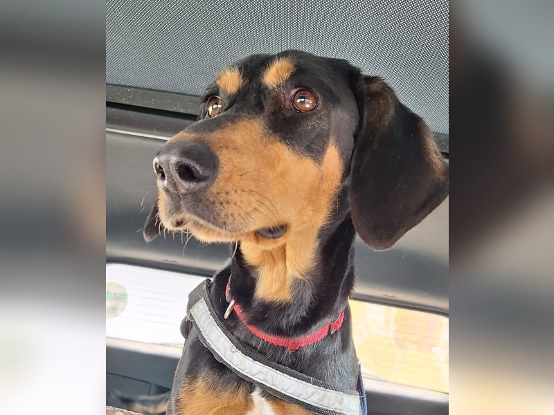Samira Bracke / Brackenmix 1,5 Jahre