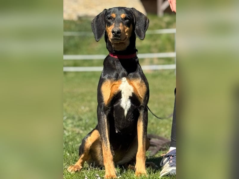 Samira Bracke / Brackenmix 1,5 Jahre