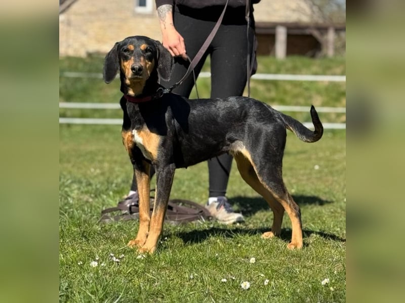 Samira Bracke / Brackenmix 1,5 Jahre