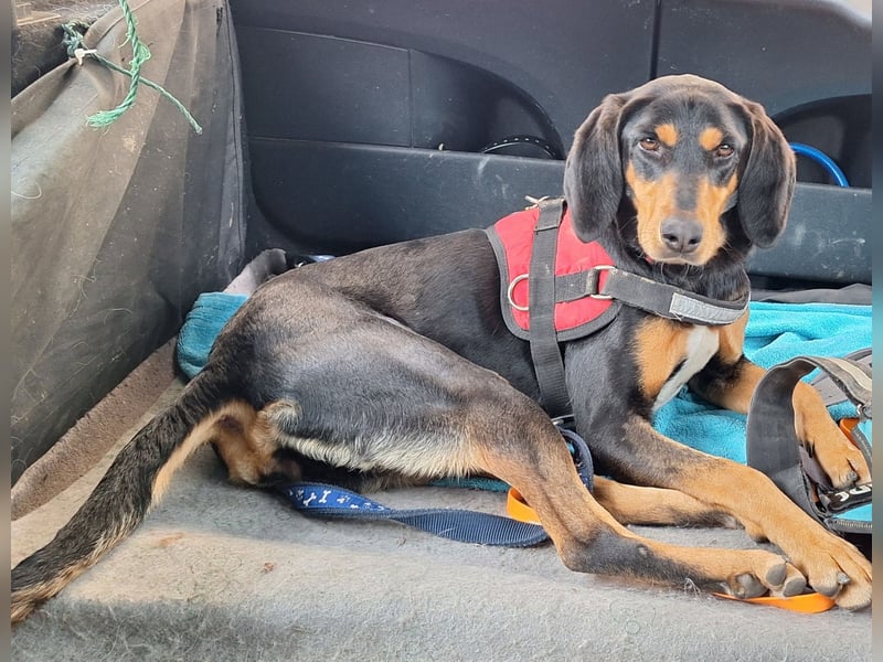 Samira Bracke / Brackenmix 1,5 Jahre