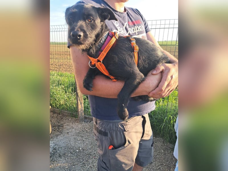 Luna, kluges Terrier Mix Mädchen geb. 2024
