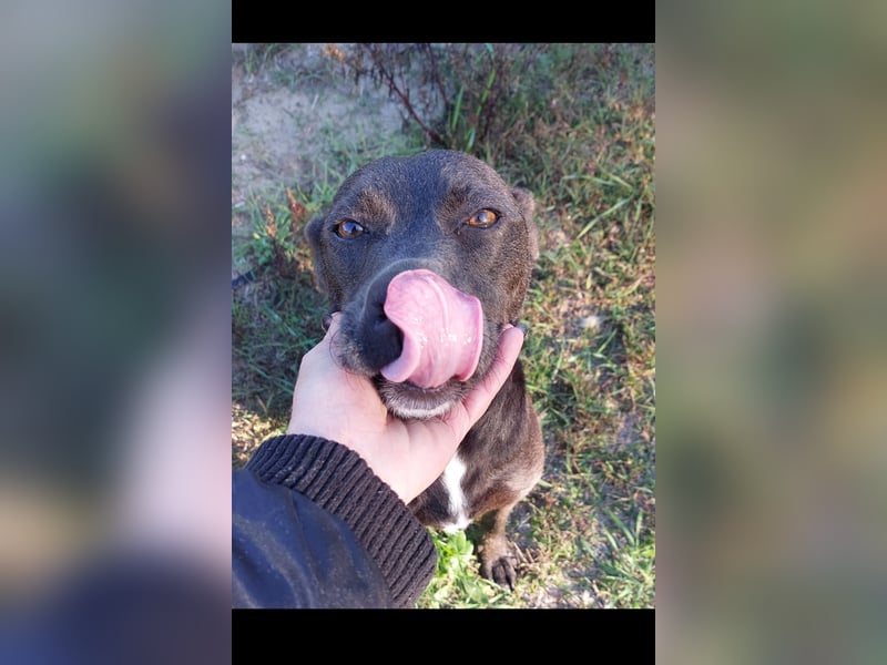 Roxi 2 sucht ihren Kuschelpartner