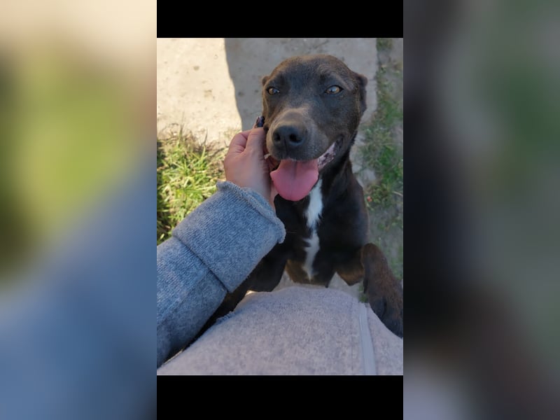 Roxi 2 sucht ihren Kuschelpartner