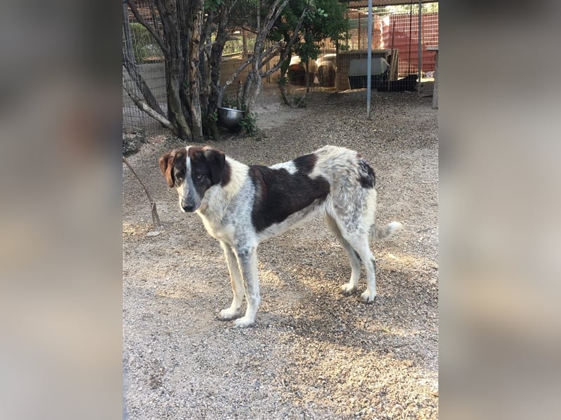 Herdenschutzhund Altani