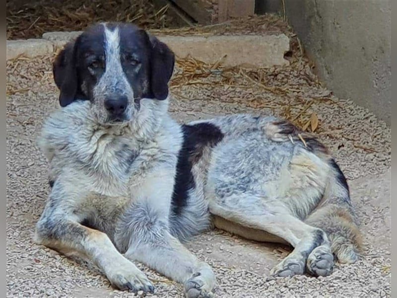 Herdenschutzhund Altani