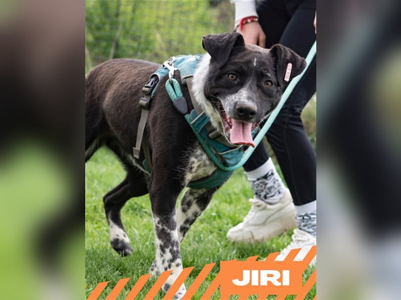 Jiri