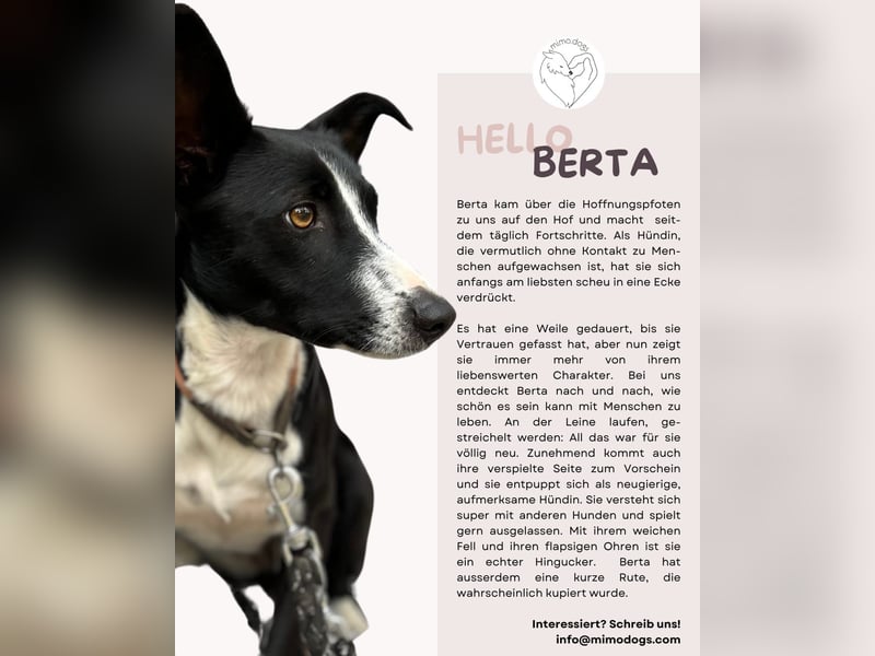 BERTA: Engel auf 4 Pfoten