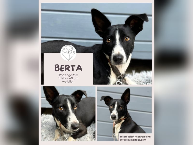 BERTA: Engel auf 4 Pfoten