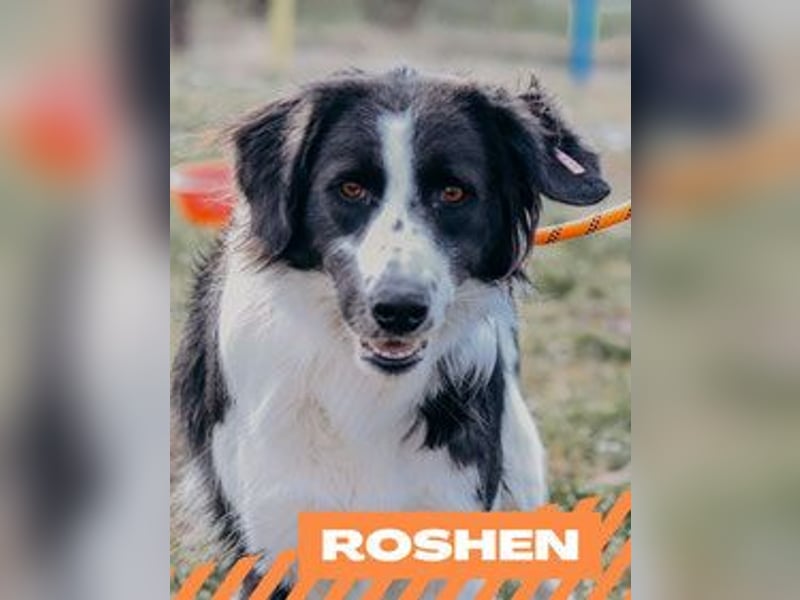 Roshen